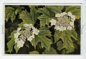 428027 Flower Viburnum Opulus Vintage Sammelwerk Tobacco Card w/ ADVERTISING