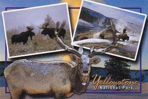 Wyoming Moose Elk & Buffalo In Yellowstone National Park