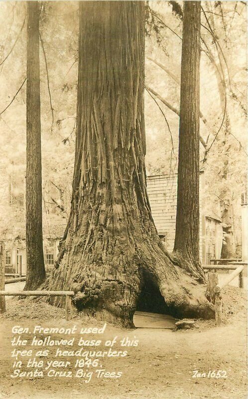 California General Fremont Santa Cruz Trees 1940s RPPC Photo Postcard 22-958