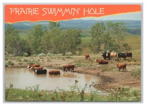 Prairie Swimmin' Hole Postcard Continental View Cows In Pond