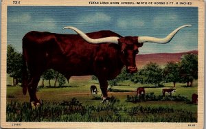 1940s THE REAL TEXAS LONG HORN STEER WIDTH OF HORNS 9FT 6IN LINEN POSTCARD 36-27