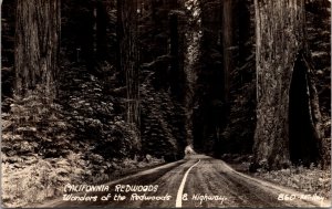 Real Photo Postcard California Redwoods Wonders of the Redwoods and Highway