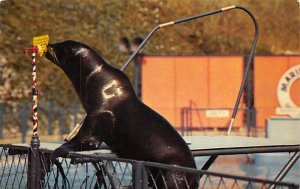 Sea Lion at Microphone Marineland of the Pacific Rancho Palos Verdes Californ...