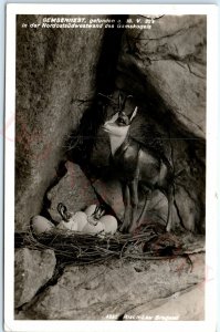 c1930s Bregenz Austria Gamskogel Nest Cute Wood Carved RPPC Cave Photo A148