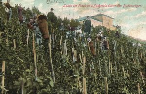 Vintage Postcard 1910s Lesen der Trauben u Sammeln durch den Buttentrager Sweden