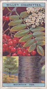 Wills Vintage Cigarette Card Flowering Trees &  Shrubs 1924 No 32 Mountain...