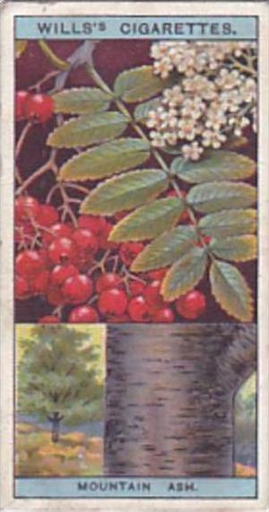 Antique Wills Cigarettes Advertising Enamel Sign As126a3421 / Hm66 - Antiques Atlas Australia