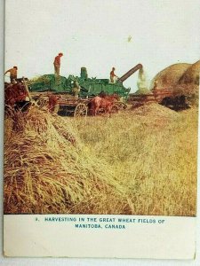 Vintage Postcard 1911 Harvesting in the Great Wheat Fields of Manitoba Canada