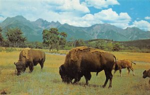 Buffalo â€“ or â€“ by syndrome the range Buffalos Unused 
