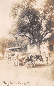 Bradford Vermont Ox Pulling Car Automobile Real Photo Vintage Postcard AA67703