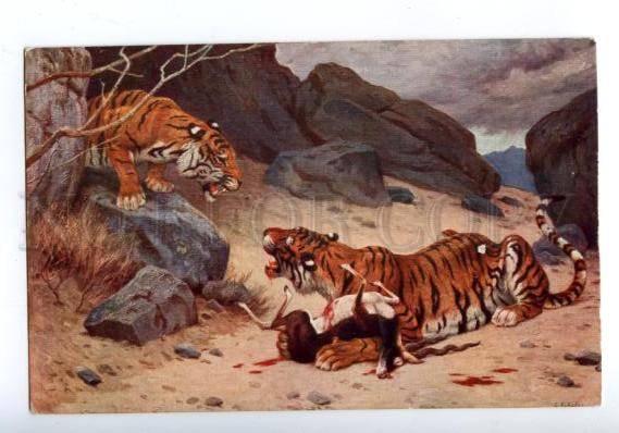 158700 HUNT Tigers by ROTIG vintage SALON 1913 color PC