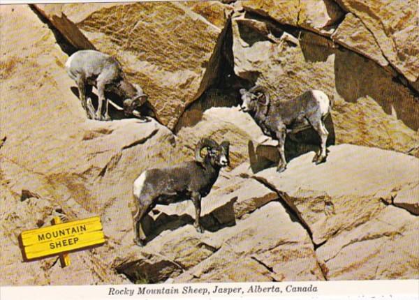 Canada Jasper Rocky Mountain Sheep