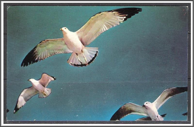 New England - Sea Gulls Along The Coast - [MX-083]