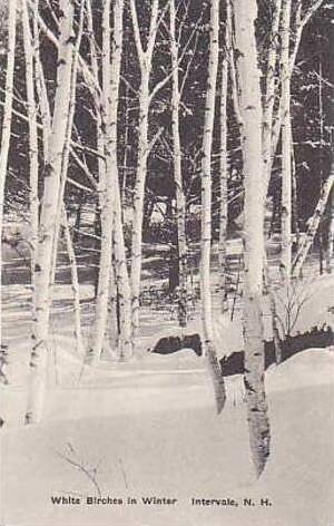 New Hampshire Intervale White Birches in Winter Albertype