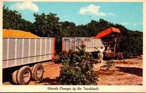 Florida Oranges By The Truckloads 1965