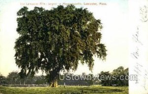 The Lancaster Elm - Massachusetts MA Postcard