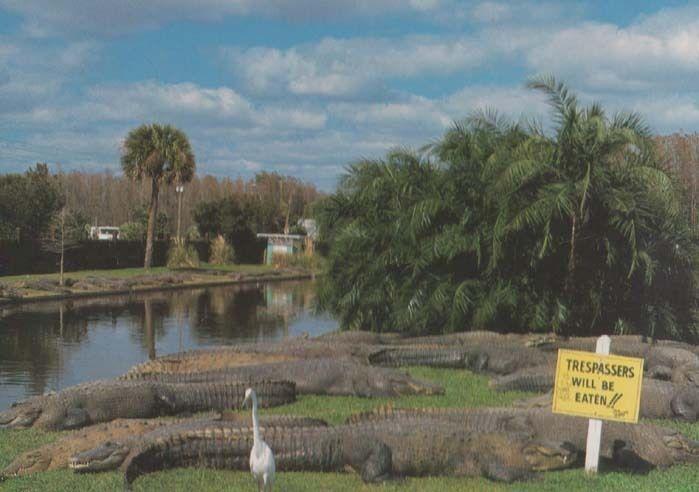 Postcard Gatorland Zoo, Orlando, Florida