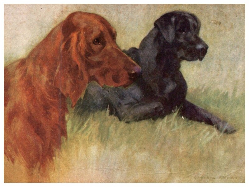 Dog , Irish Setter and Labrador Retriver