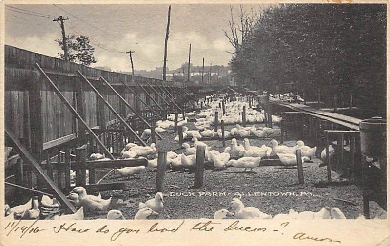 Duck Farm Ducks / Geese Allentown, Pennsylvania, USA 1906 writing on front