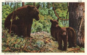 Vintage Postcard 1930's Mama Bear and Cubs Cautioning The Family Animals