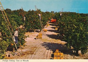 Orange Picking Time in Sunny Florida during Mid-winter