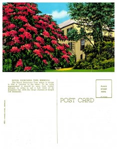 Royal Poinciana Tree, Bermuda 7511