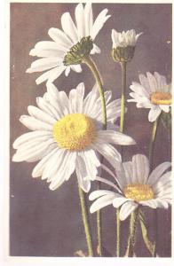 Ox-eyed Daisy (Chrysanthemum Leucanthemumm)