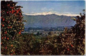 VINTAGE POSTCARD ORANGES AND SNOW-CAPPED MOUNT SAN BERNARDINO 1950s