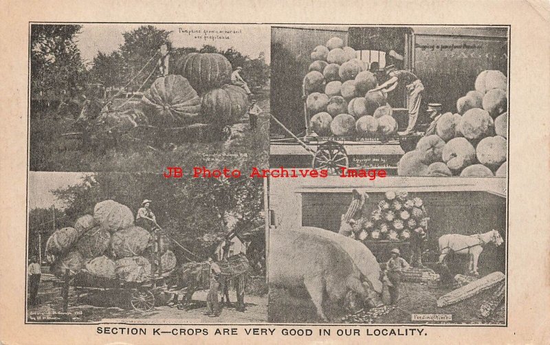 Exaggeration, WH Martin, Multi-View Scenes, Pumpkins, Peaches, Cabbage, Pigs
