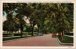 Famous Arch of Trees National Blvd Springfield MO Postcard PC377
