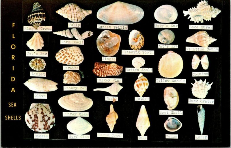 Postcard Florida Sea Shells Identification Dodison's Shell Shop Unposted 1520