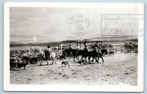 Postcard HI Kamuela Parker Ranch Cowboys Wrangling Calves Cows RPPC Photo M06