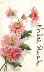 Vintage Postcard 1910's Chloe Rush Beautiful Pink Flowers Floral Blooms