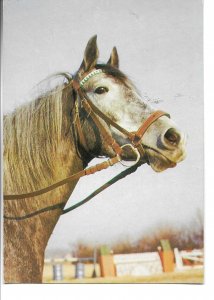 HorsE Head Modern German  photo postcard 1970s