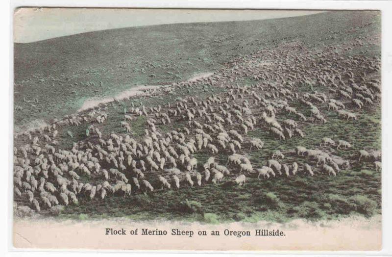 Merino Sheep Flock Ranch Ranching Farming Oregon 1909 postcard