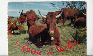 BF24351 auvergne la plus belle du troupeau cow vaches   france  front/back image