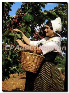 Postcard Modern Belles Images of Provence Cherry Picking