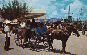 Bahamas Nassau Colorful Sightseeing Horse Drawn Carriage