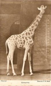 \The Giraffe\ Nice vintage English postcard