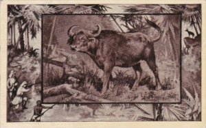 The African Buffalo M J Mintz Animal Series 1909