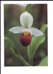 Showy Lady's Slipper, Wildflower, Nova Scotia Museum Natural History, Halifax,