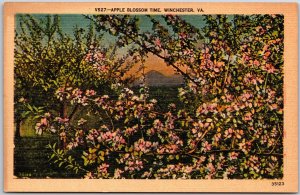 Apple Blossom Time Winchester Virginia VA Beautiful Flowers Postcard