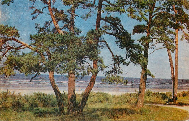 Postcard Latvia SSR Jurmala Dune Pines in Melluzi