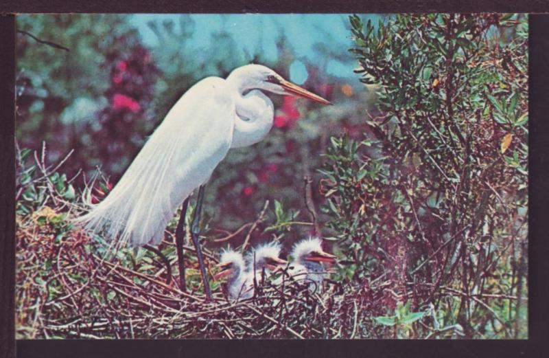 American Egret Post Card 3738