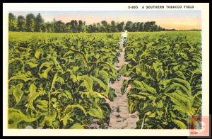 A Southern Tobacco Field