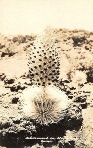 RPPC Silversword in Bloom - Hawaii Real Photo c1940s Vintage Postcard