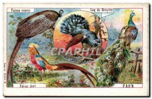 Image pills Fano pheasant rooster heather Peacock Birds