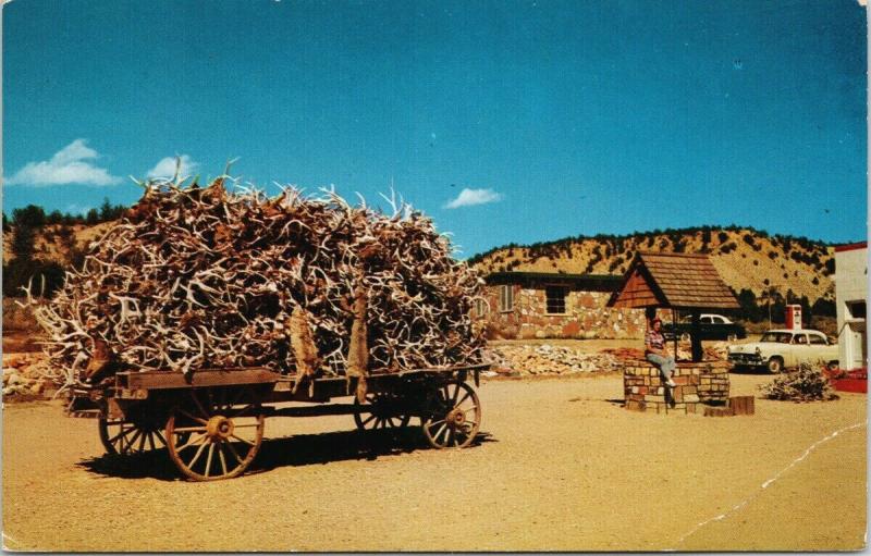 World's Largest Load Deer Antlers Orderville Utah UT Canyon Rancho Postcard D83