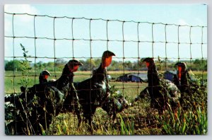 Animal~Valparaiso Indiana~Turkey Farm Inn~Flock Thru Fence Scene~1950s Postcard