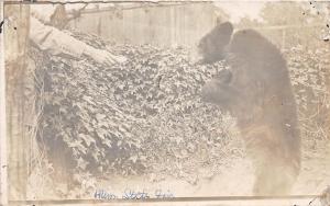 D10/ St Paul Minnesota Mn RPPC Postcard c1910 Black Bear Feeding State Fair